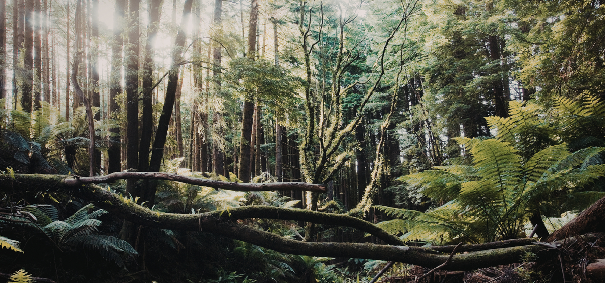 Mossy Woods