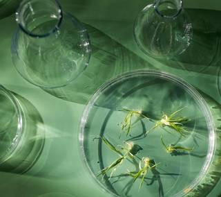 BIOeffect – Markenwelt / Moodbild