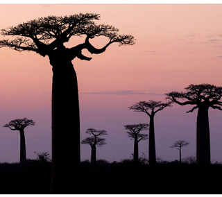 Baobab Collection – Markenwelt / Moodbild