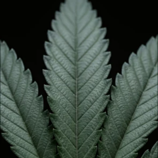 Cannabis Intense Parfum